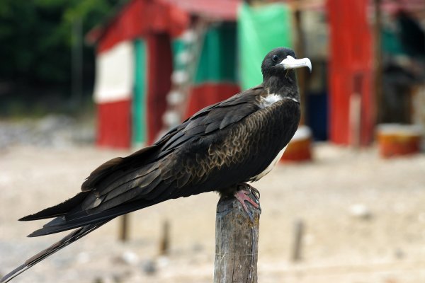 Frigate bird up close